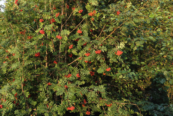Vogelbeere / Rowan or Mountain-ash / Sorbus aucuparia - Photo, Image