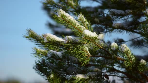 Beautiful snowy spruce branch in front cold blue sky wintertime close up. Green twig with small needles covered soft fluffy snow on sunlight. Sunny winter weather in coniferous forest. Nature concept. - Footage, Video