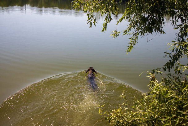 a dwarf dachshund swims in the lake - Foto, afbeelding