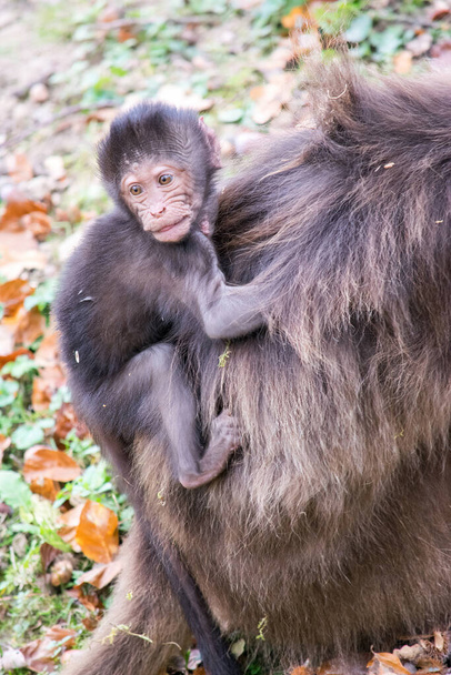 Жіноча мавпа носить маленьку новонароджену мавпу на спині
 - Фото, зображення