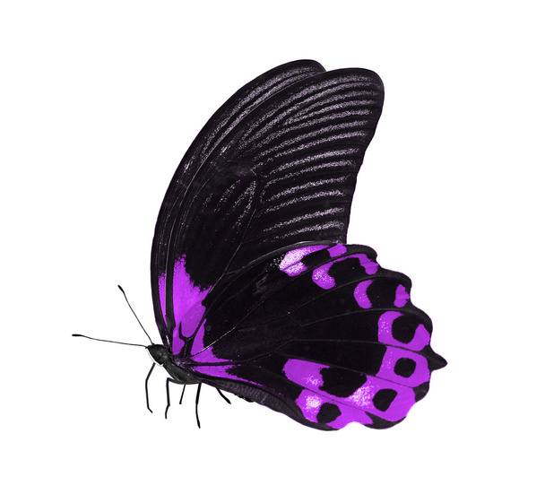 Τροπικό πολύχρωμο πεταλούδα - Φωτογραφία, εικόνα