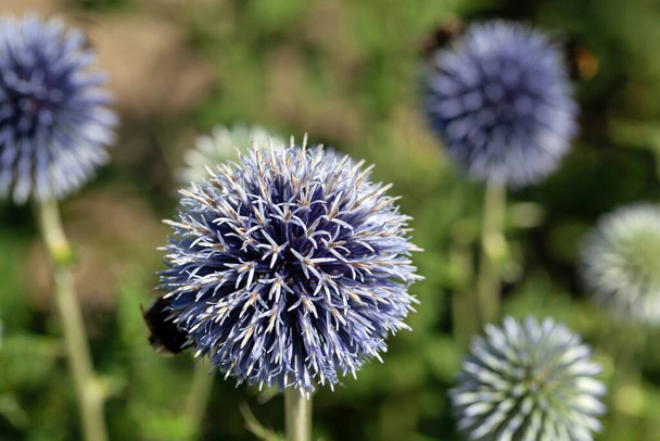 Цветок голубого глобуса чертополоха, - Фото, изображение