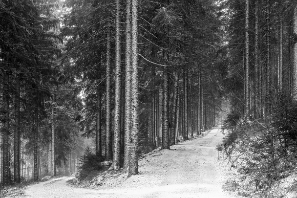 Floresta de Inverno - Foto, Imagem
