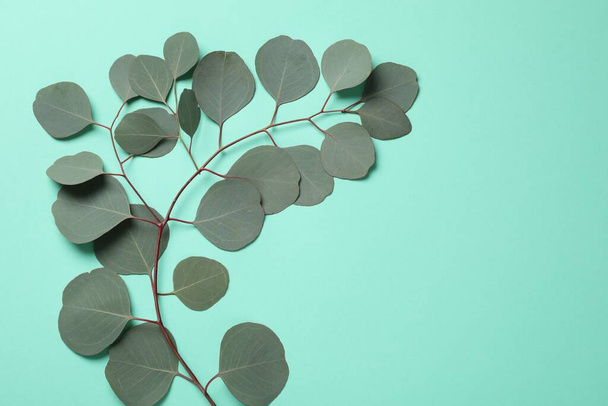 Eucalyptus branch with fresh green leaves on turquoise background, top view. Space for text - Фото, зображення