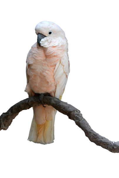 Beautiful Moluccan cockatoo, Salmon-crested cockatoo (Cacatua moluccensis), perching on a branch isolated on white background - Photo, Image
