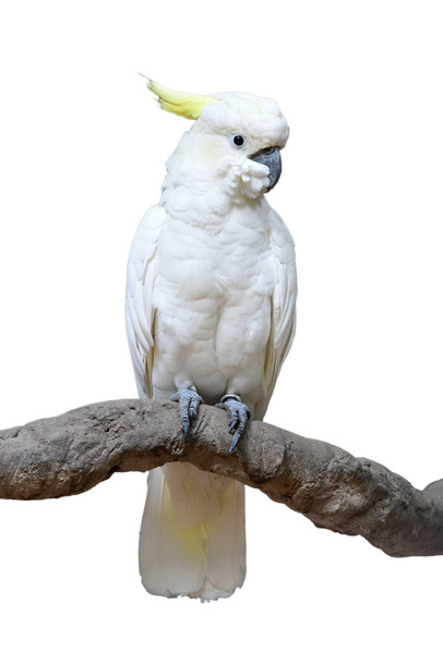 Kükürt armalı güzel kakadu (Cacatua galerita), beyaz arka planda izole bir dala tünemiştir. - Fotoğraf, Görsel