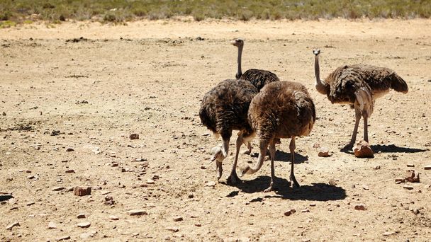 Sin vuelo, pero flota de pies. avestruces en las llanuras de África de animales en las llanuras de África - Foto, imagen