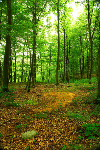 Saftiger Wald im Frühling. Ein Foto der Schönheit des Waldes im Frühling - Foto, Bild