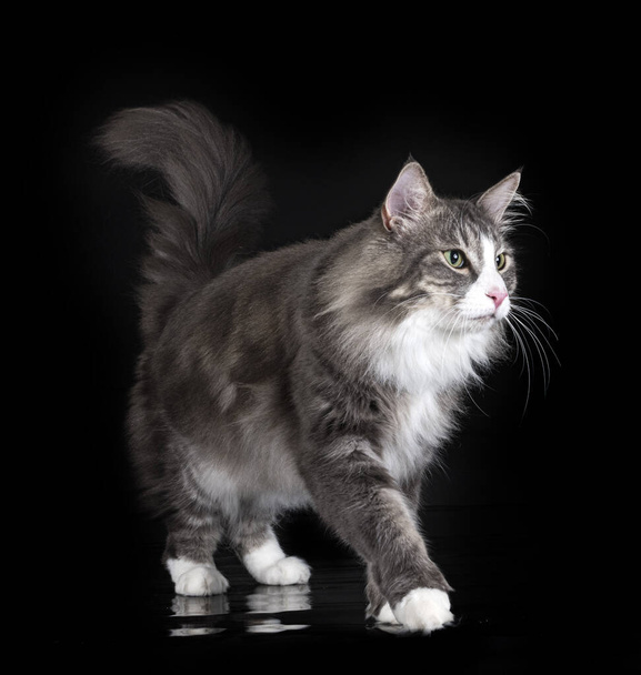 Norwegian Forest cat in front of black background - Foto, immagini