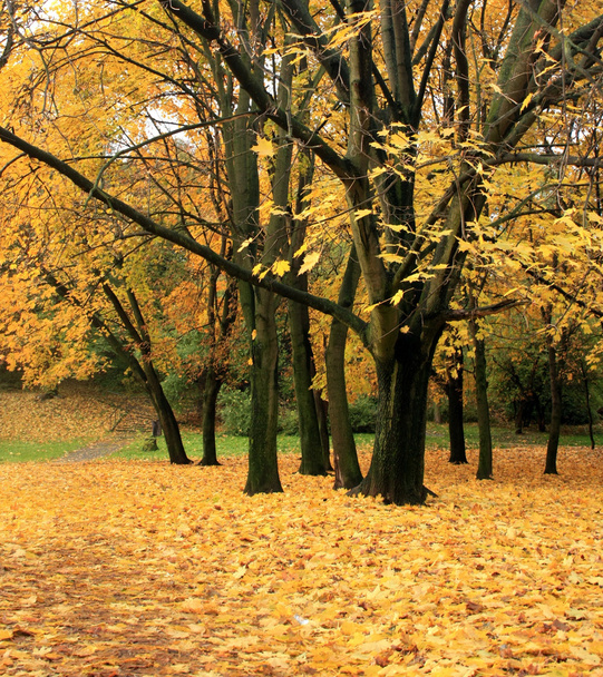 秋の公園 - 写真・画像