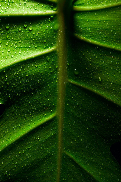 Green leaf texture with drops of water background - Foto, imagen