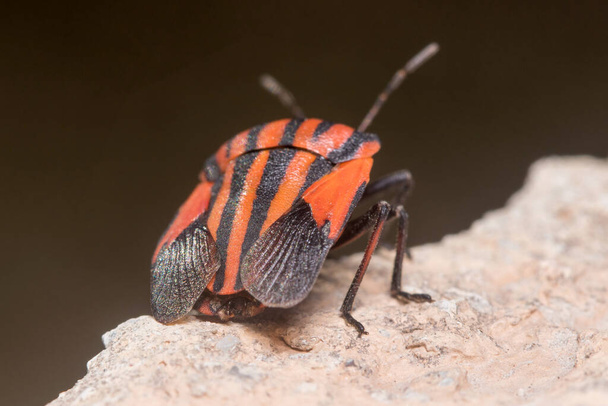 Takana näkymä Graphosoma lineatum kilpi bug avaamalla siivet. Laadukas kuva - Valokuva, kuva