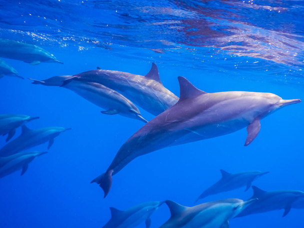 tutt'intorno sono presenti delfini in superficie mentre si tuffano in egitto - Foto, immagini