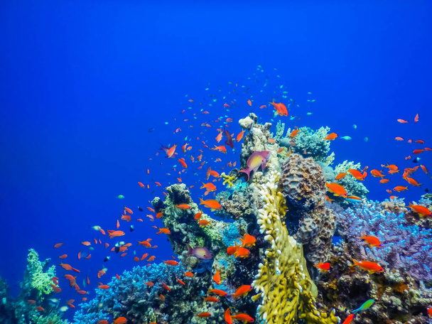 peixes coloridos incríveis e corais com água azul profunda enquanto mergulha em férias - Foto, Imagem