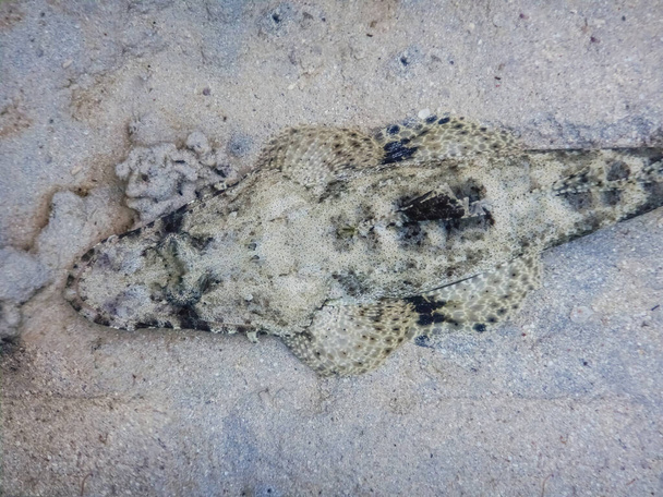 peixes de crocodilo deitados no fundo do mar enquanto mergulham na vista de detalhes do mar vermelho - Foto, Imagem