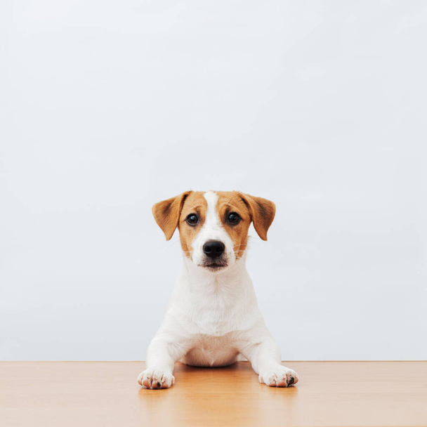 Lindo perro jack russell terrier sentado en la mesa sobre un fondo blanco, espacio de copia - Foto, imagen
