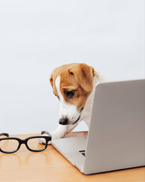Niedlicher Jack Russell Terrier Hund, der am Tisch arbeitet, schaut in den Laptop - Foto, Bild