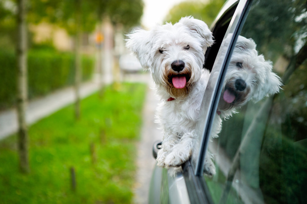 Maltańskie puppy patrząc przez okno samochodu - Zdjęcie, obraz