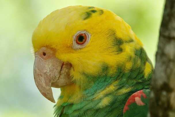 Portrait de la belle Amazone à tête jaune au Mexique sur fond vert flou derrière la branche. Photo de haute qualité - Photo, image