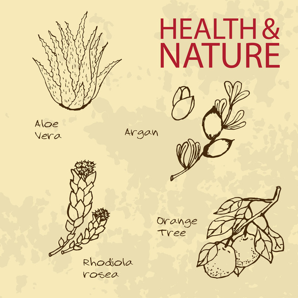 Illustrazione disegnata a mano - Set salute e natura
 - Vettoriali, immagini