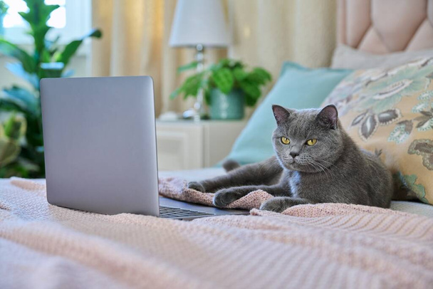 Pet cat lying at home on the bed with a laptop. Comfort, technology, leisure, lifestyle concept - Photo, image