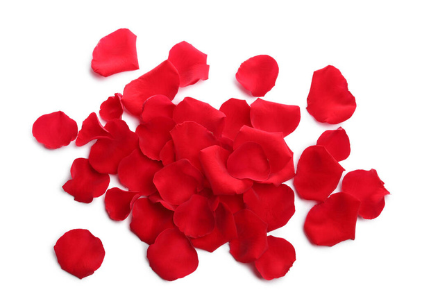 Many red rose petals on white background, top view - Photo, image