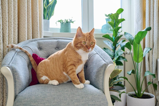 Big red funny cat sitting on a velvet chair at home. Pet with a groomers haircut - Foto, afbeelding
