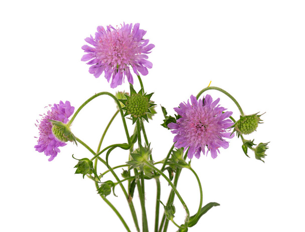Field Scabious Flower isolated on white background. Knautia arvensis. Beautiful blooming bouquet - Zdjęcie, obraz