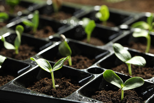 Seedling tray with young vegetable sprouts, closeup - Foto, Imagem