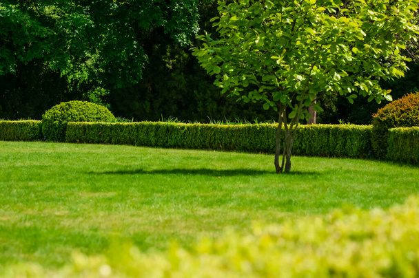 Beautiful green lawn with freshly mown grass and trees in park on sunny day - Foto, Imagen