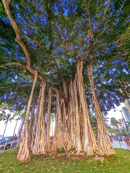 ワイキキ・ハワイ周辺の自然と植物 - 写真・画像