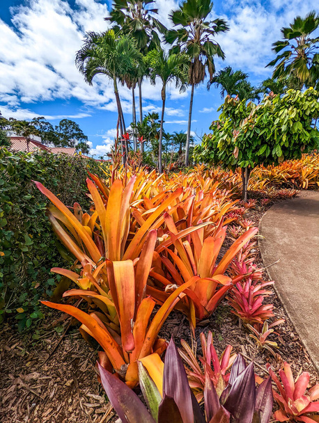 Ananasová plantáž Dole ve Wahiawě, Oahu, na Havaji, v USA - Fotografie, Obrázek