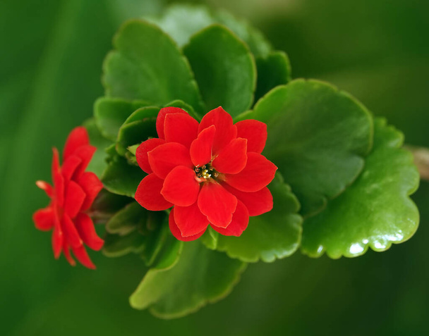 Kalanchoe Blossfeld je trvalá bylinná šťavnatá kvetoucí rostlina čeledi Crassulaceae. - Fotografie, Obrázek