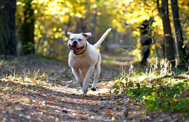 dog breed american bulldog enjoys a walk in the autumn forest - Zdjęcie, obraz