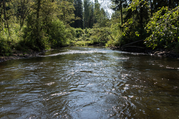mountain river in summer surrounded by forest - Photo, Image