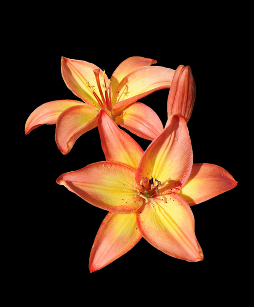 яркая оранжевая лилия, изолированная на черном
 - Фото, изображение