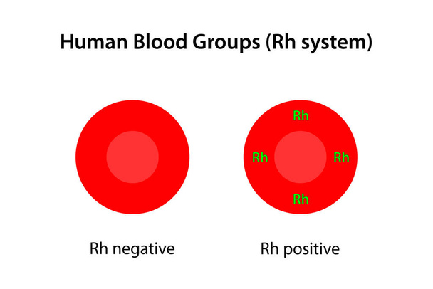 Menselijke bloedgroepen, Rh-systeem - Vector, afbeelding