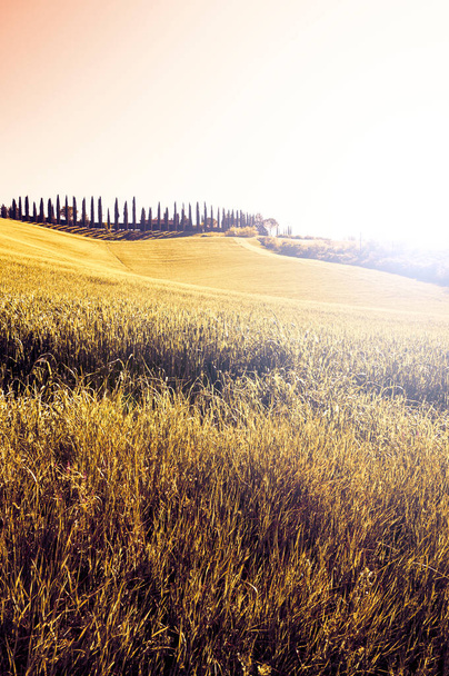 夕暮れ時に小麦、花と時代を超越したイタリアの美しさのフィールドとトスカーナの穏やかな緑の丘 - 写真・画像