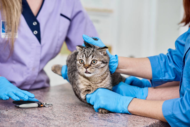 Two vet doctors going to cut cats claws - Fotó, kép