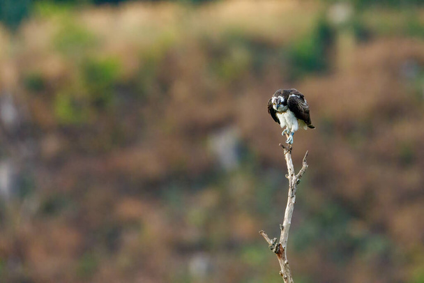 An Osprey on a branch - 写真・画像
