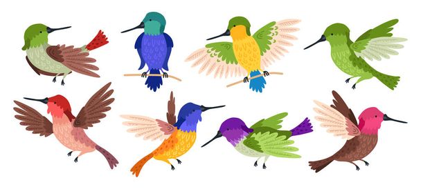 Hummingbird tropical bird character. Nature wildlife illustration set. Flying humming-bird isolated on white background - Vecteur, image