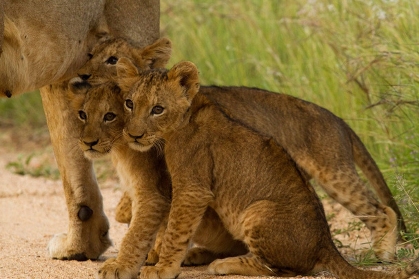 ライオン南アフリカ - 写真・画像
