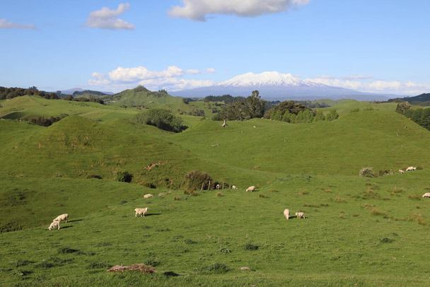 Góra Ruapehu und Góra Ngauruhoe Neuseeland / Góra Ruapehu i Ngauruhoe Nowa Zelandia / - Zdjęcie, obraz