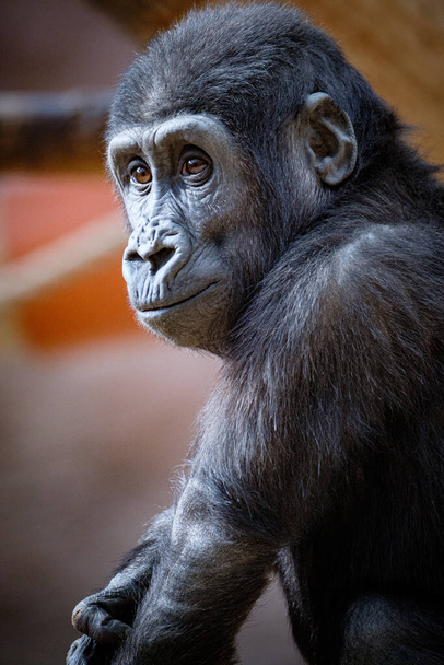 gros plan d'un gorille mâle - Photo, image