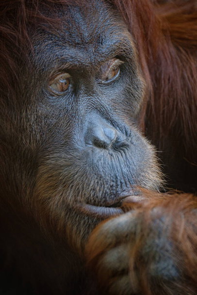 portrait rapproché d'un gorille mâle - Photo, image