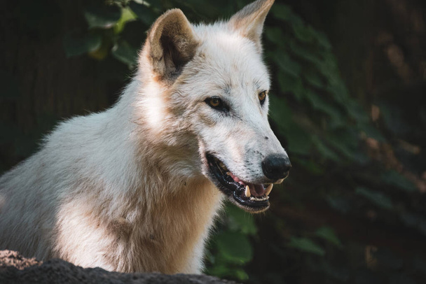 Retrato de un hermoso lobo
 - Foto, imagen