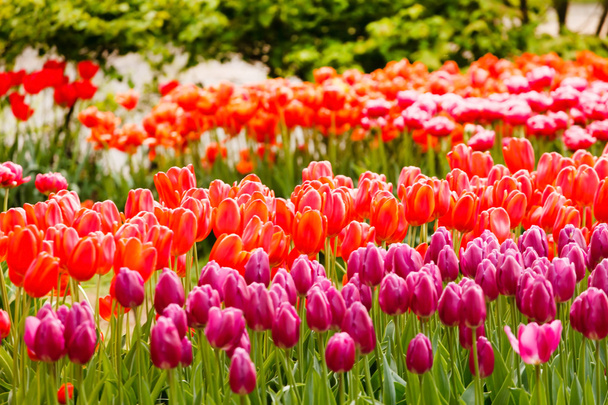 Colorful tulips in garden - Photo, Image