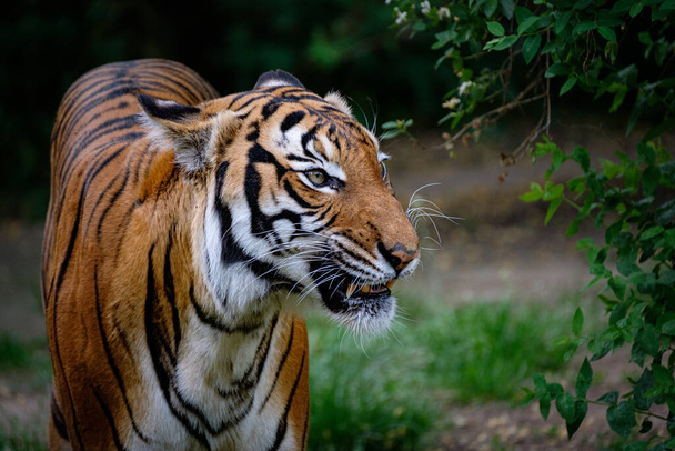 tijger in de dierentuin - Foto, afbeelding