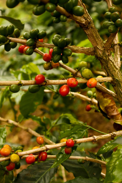 kávé növények érett - Fotó, kép