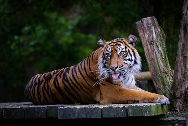 beautiful tiger in the zoo - Photo, Image
